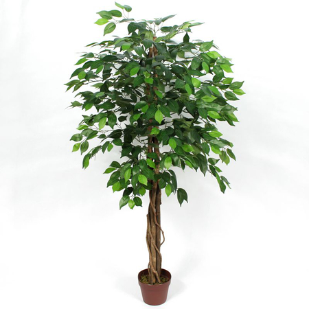 Ficus 1.50 m