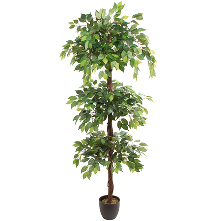 Ficus 1,80 m