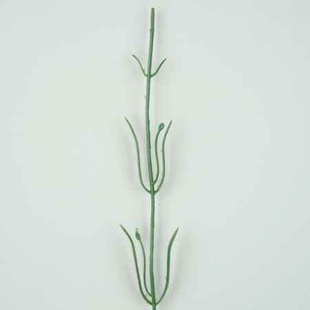 Carnation stem