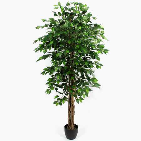 Ficus 2,10 m