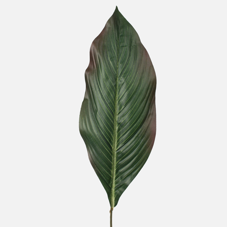 Canna leaf