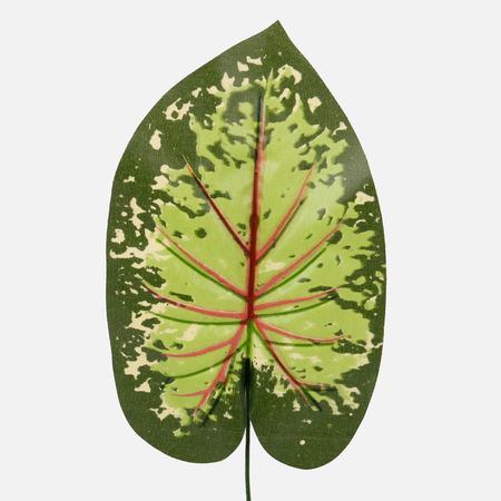 Лист каладиума