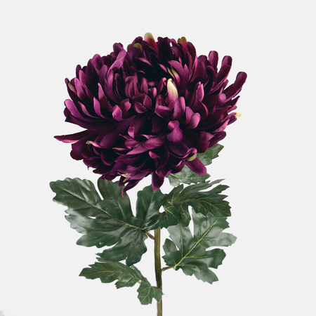Satin chrysanthemum