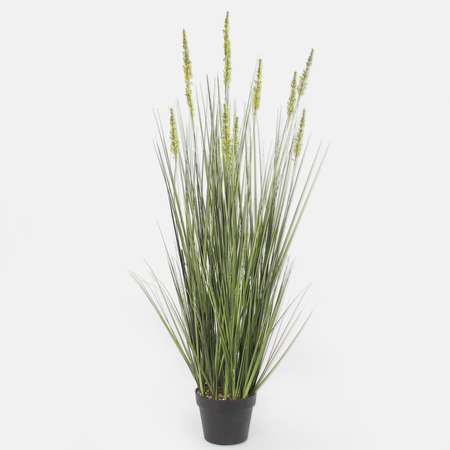 Potted grass 1.22 m