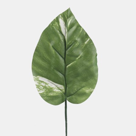 Pothos leaf