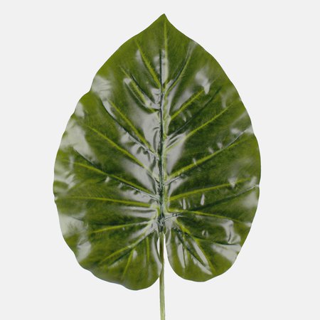 Philodendron gloriosum