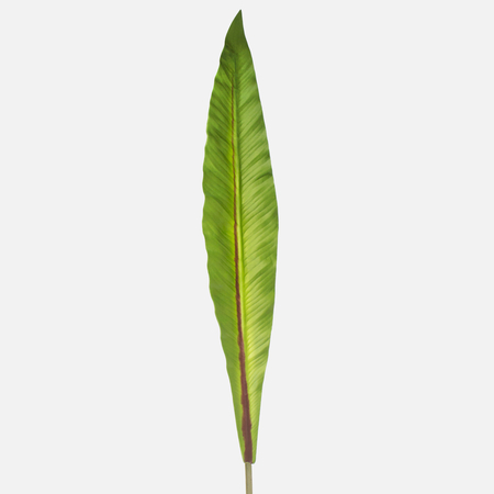 Satin strelitzia leaf