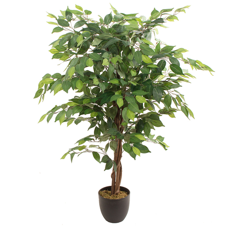 Ficus 1,20 m