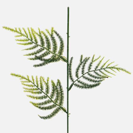 Stem with fern
