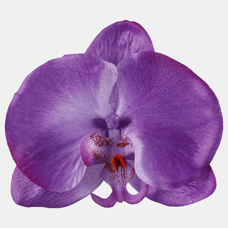 Satin orchid