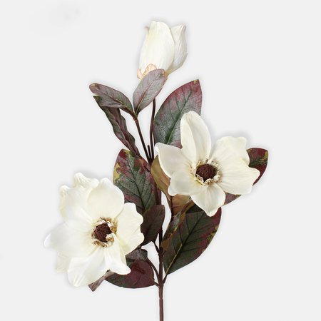 Magnolia x 3