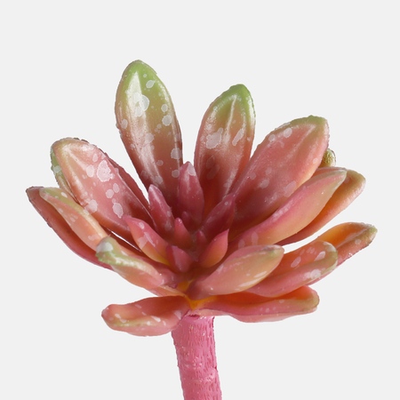 Crassula - Succulent