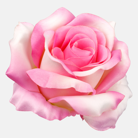 Satin rose