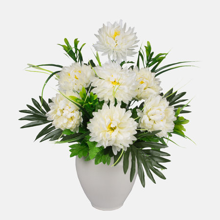 Chrysanthemum x 7