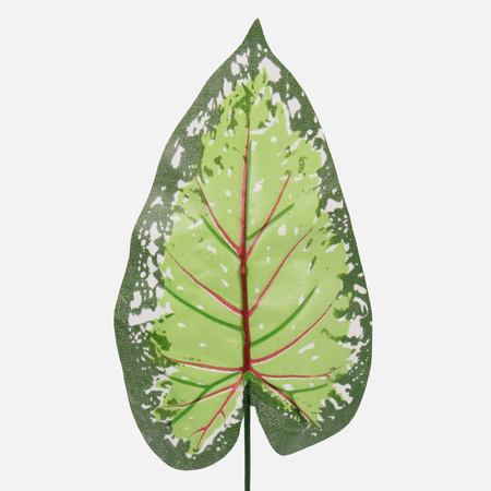 Лист каладиума