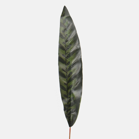 Calathea leaf