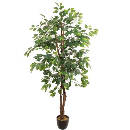 Ficus 1,80 m