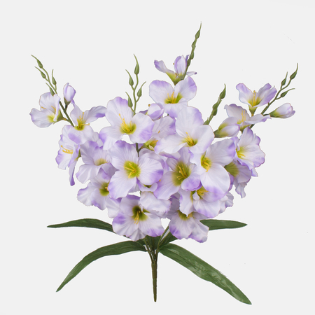 Gladiolus x 5