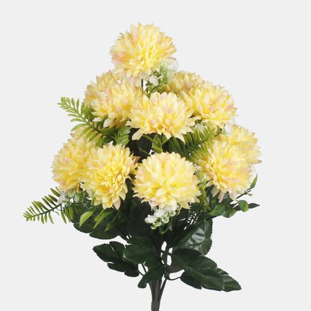Chrysanthemum x 12