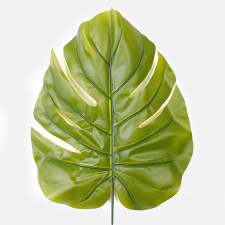 Philo leaf
