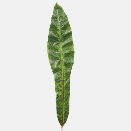 Asplenium leaf