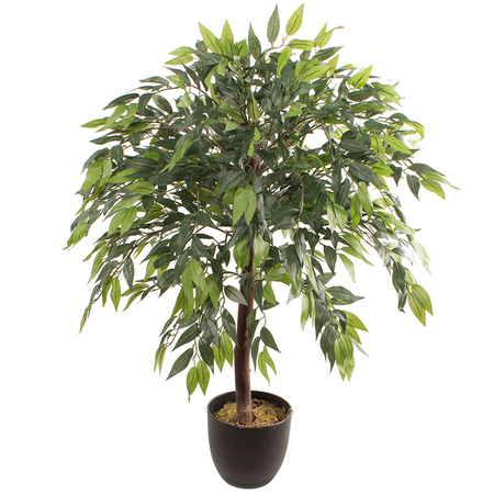 Ficus 1 m