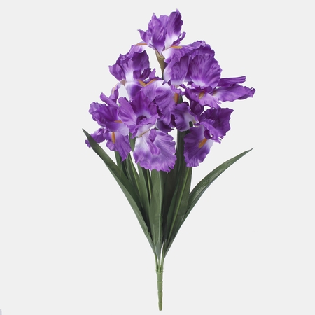 Iris x 7