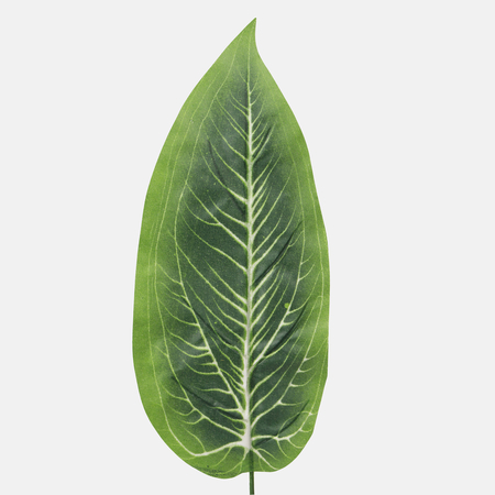Dieffenbachia leaf