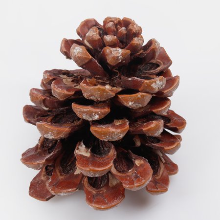 Natural pine cone