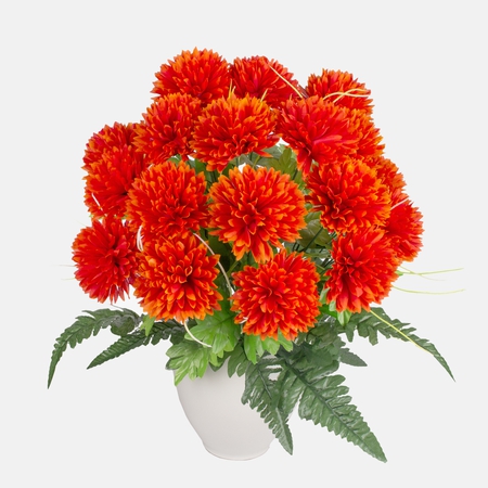 Chrysanthemum x 18
