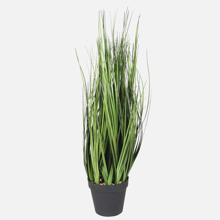 Grass in pot 0,61 m