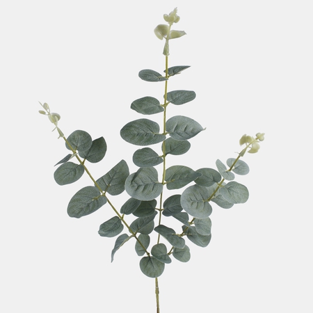 Eucalyptus x 3