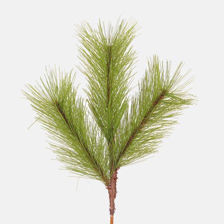 Pine twig