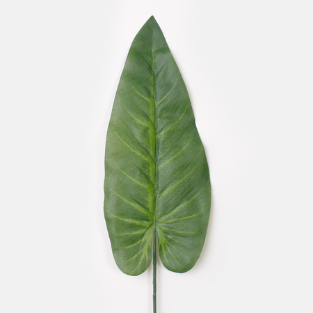 Anturium leaf