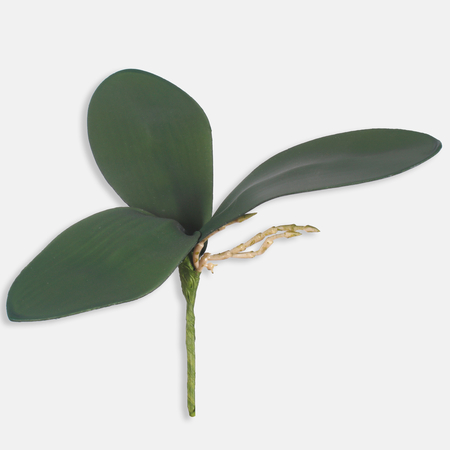 Orchid stem