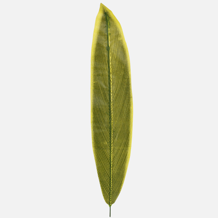 Sansevieria leaf