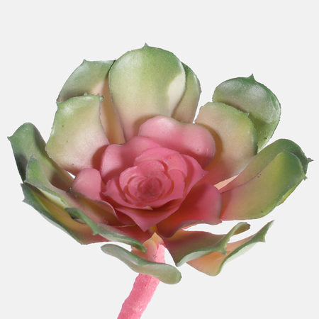 Echeveria - Succulent