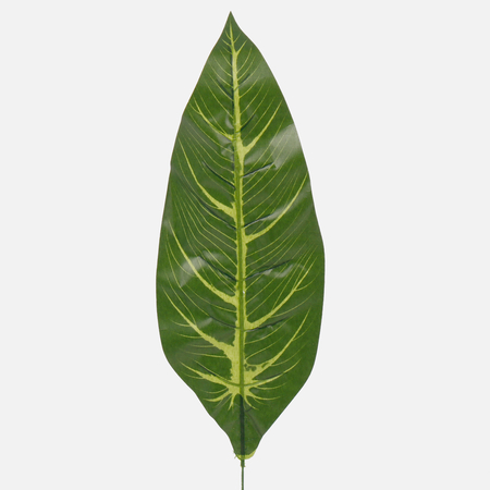 Diffenbachia leaf