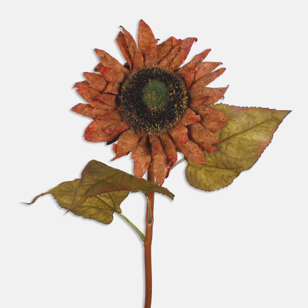 Cork Sunflower