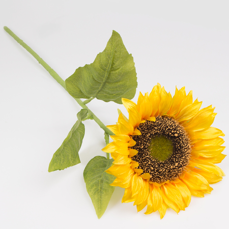 Satin sunflower