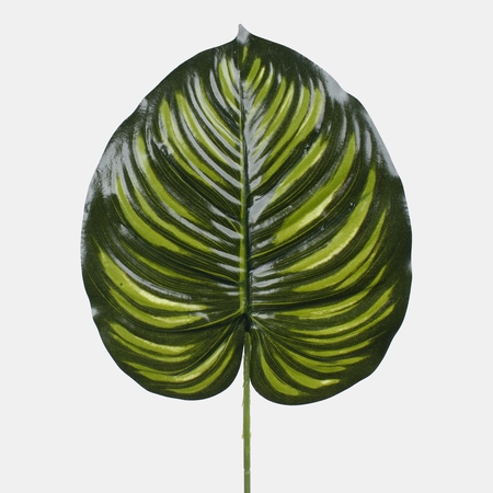 Philodendron leaf