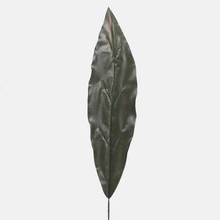 Dracaena leaf