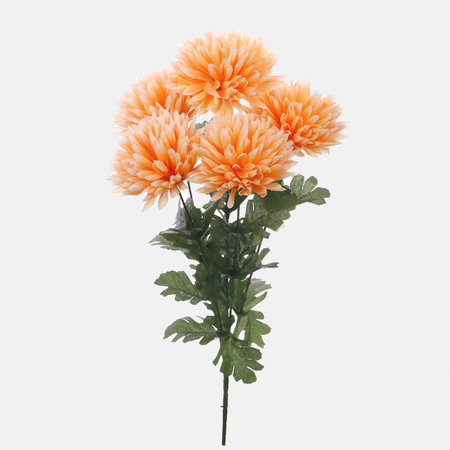 Chrysantemum x 5