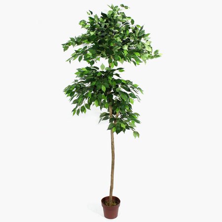 Ficus 2,10 m