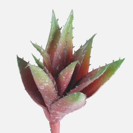 Aloe vera - Succulent