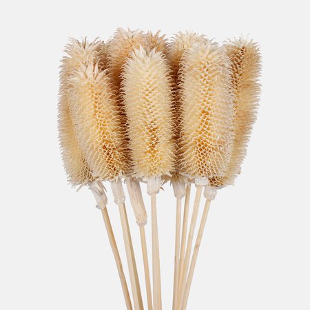 Dried natural thistle