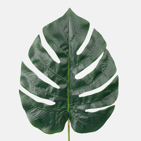 Philo leaf