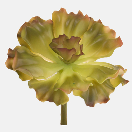 Ornamental cabbage - succulent
