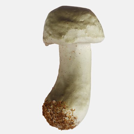 Mushrooms x 6 pcs.