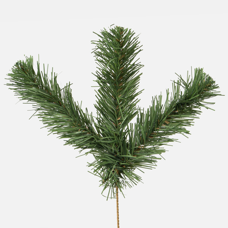 Pine twig